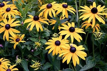 Le Rudbeckia