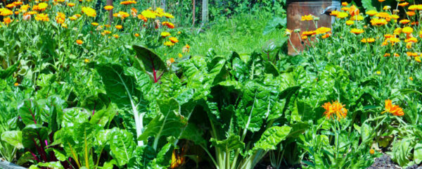 Potager d'intérieur