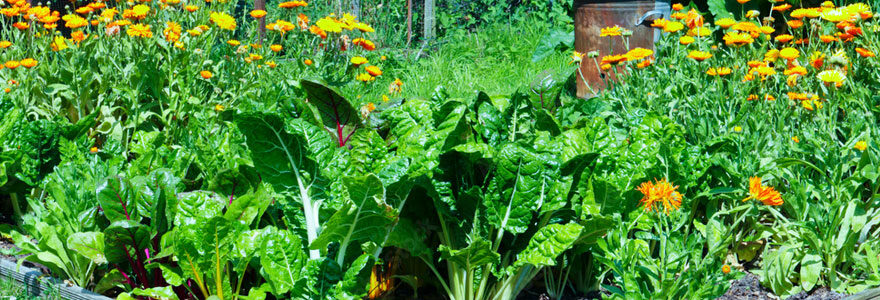 Potager d'intérieur