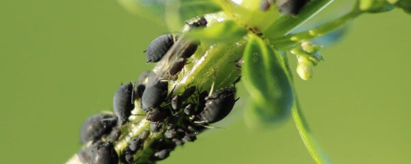 parasites présents dans nos jardins