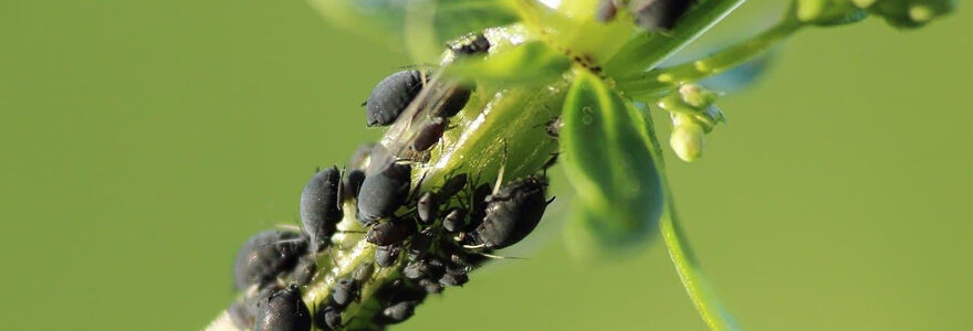 parasites présents dans nos jardins